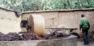 Tunisie : Enquête sur une pollution aux effets ravageurs à Béjà