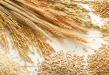 La Tunisie cherche à acheter 235 tonnes de céréales