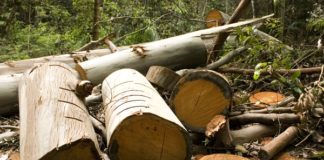 Massacre à la tronçonneuse : Des centaines d’arbres partent en fumée….de charbon Massacre à la forêt de Aïn Draham