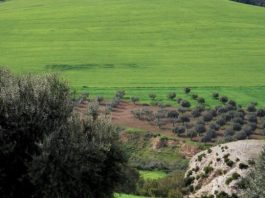 Le WWF Afrique du Nord, appelle à transiter vers une économie plus verte et plus durable