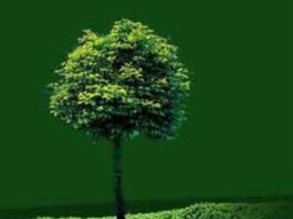 Tunisie: Sept projets pilotes seront réalisés dans ces gouvernorats